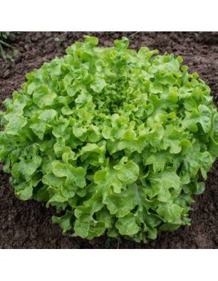 Sementes Alface 'Salad Bowl'