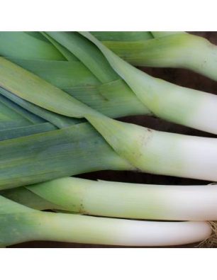 Sementes Alho Francês Bio