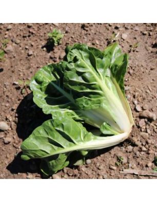 Sementes  Acelga Glatter Silber Bio Sementes